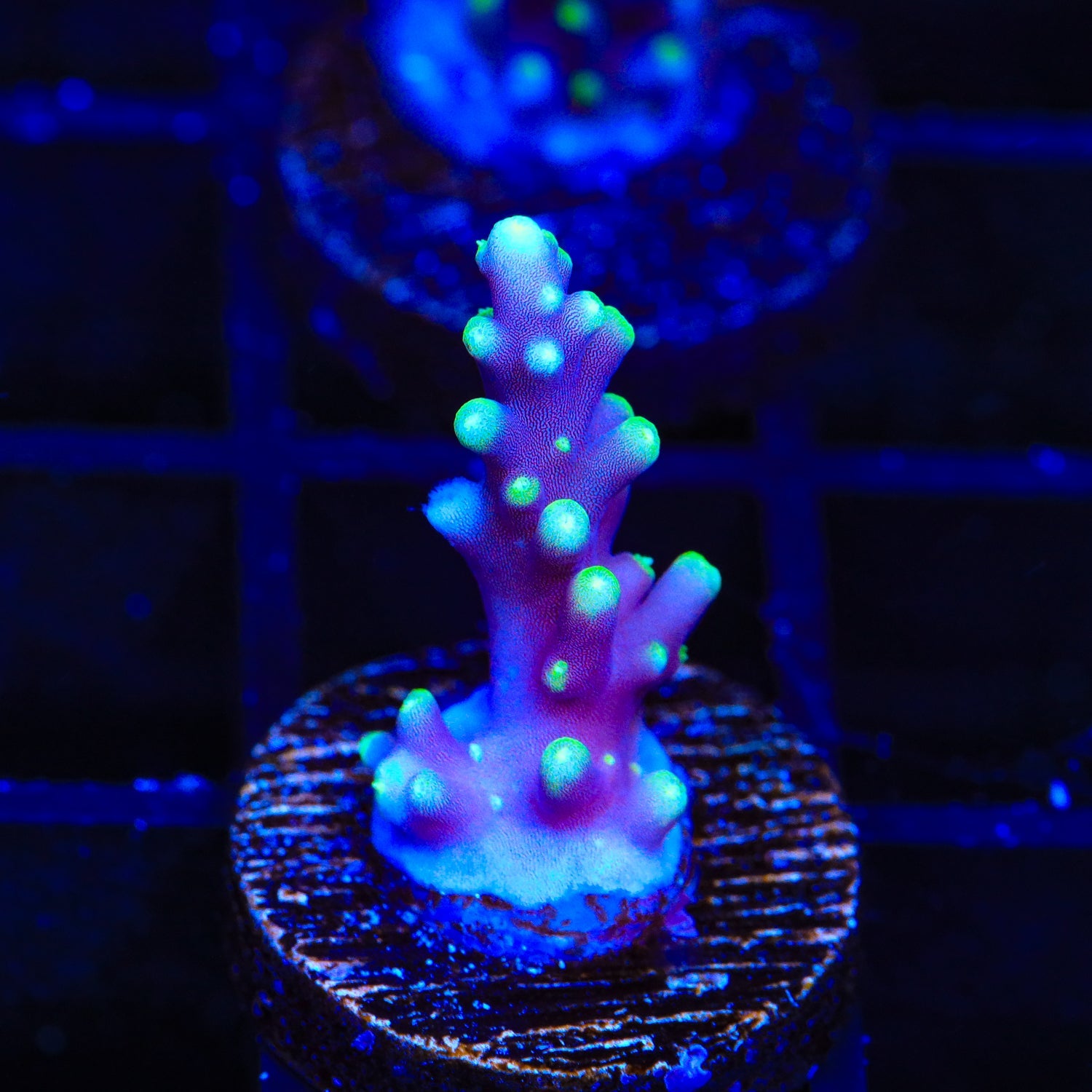 Pacman Dragon Acropora Coral