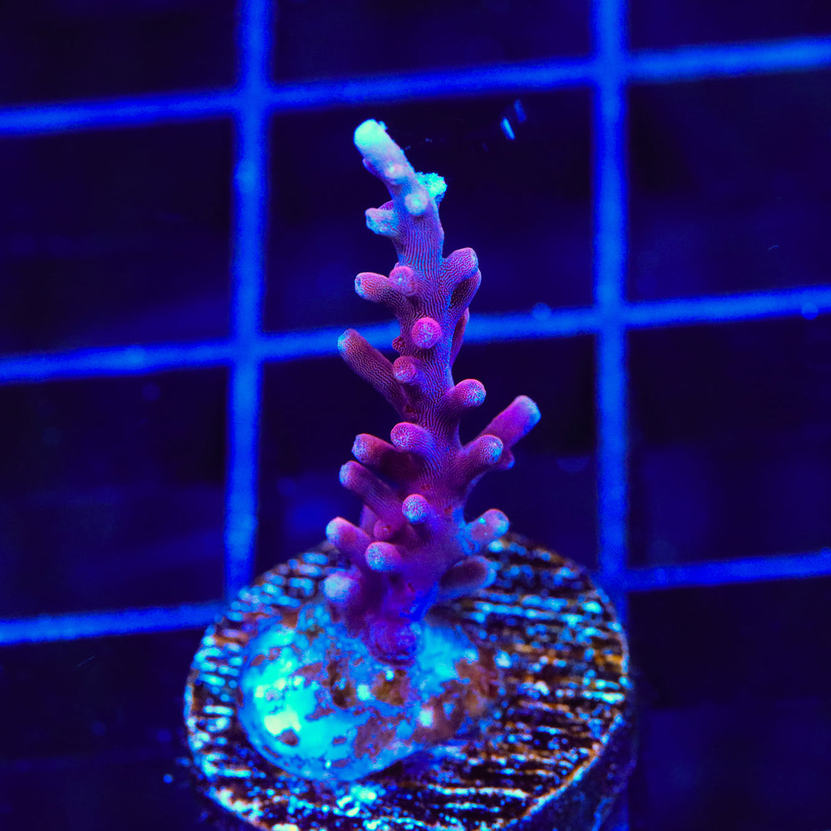 OG Red Dragon Acropora Coral - Top Shelf Aquatics