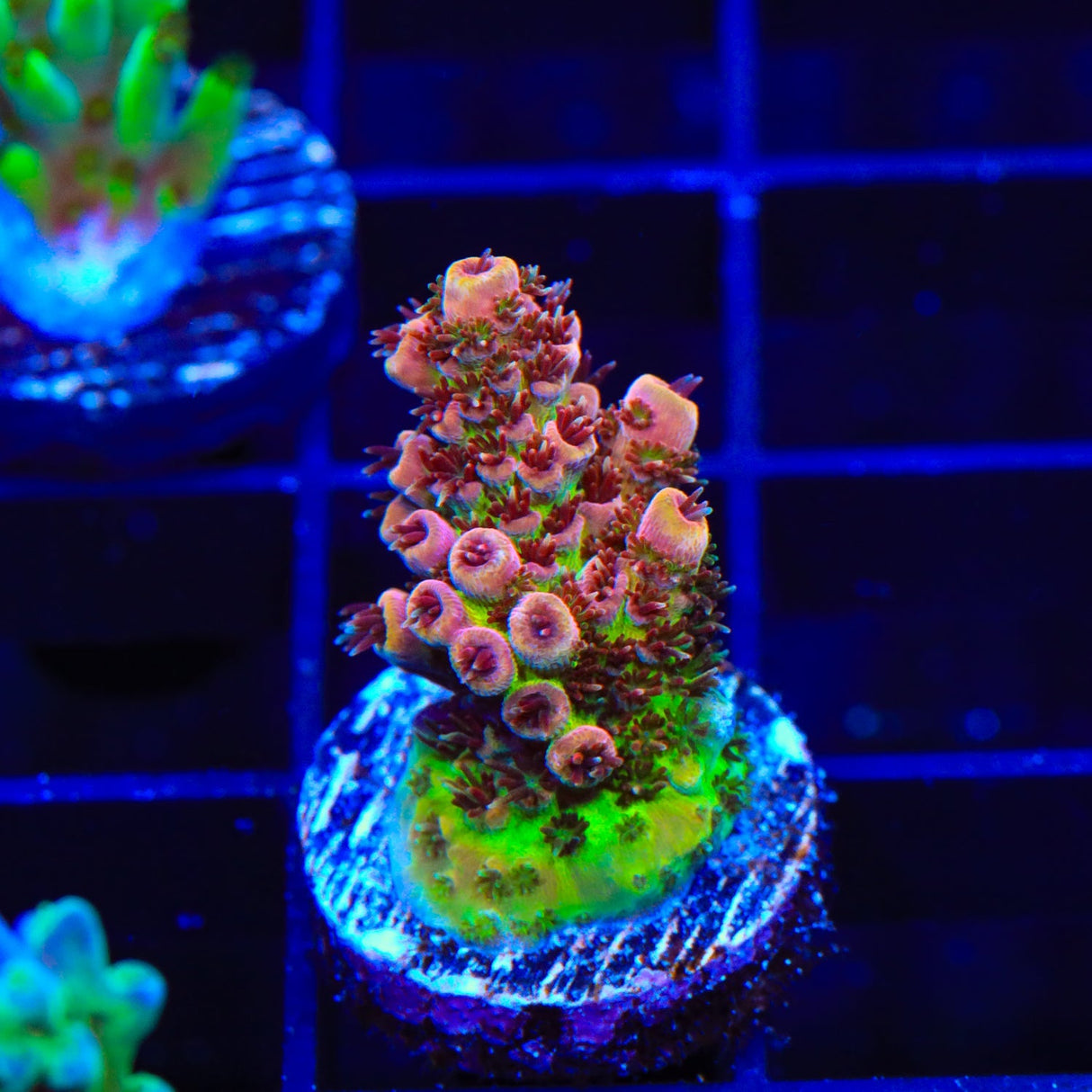 TSA Prairie Fire Acropora Coral