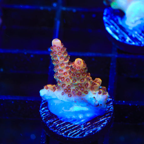 TSA Lion O Acropora Coral