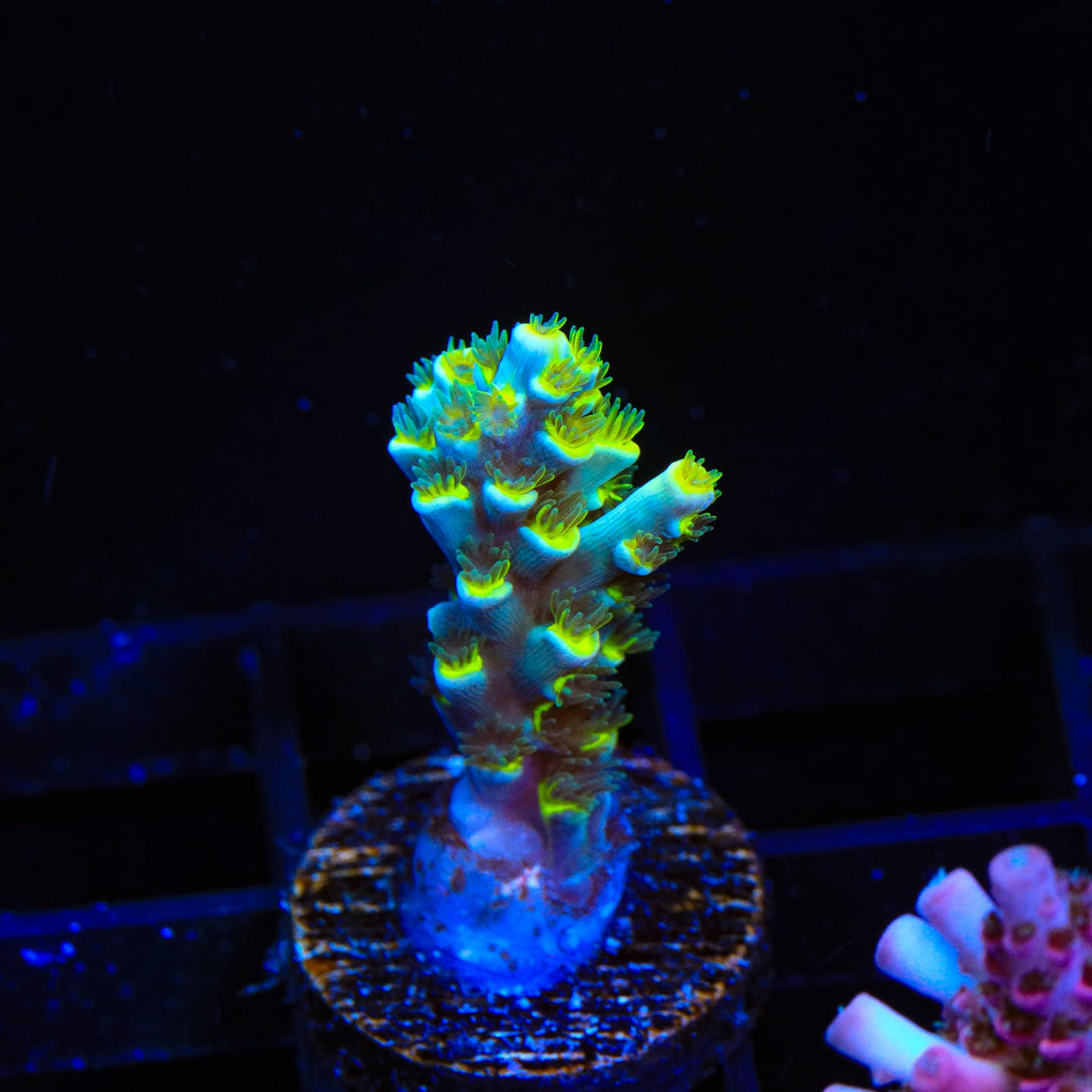 TSA Crazy Eight Speciosa Acropora Coral
