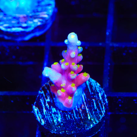 TSA Sour Twist Acropora Coral