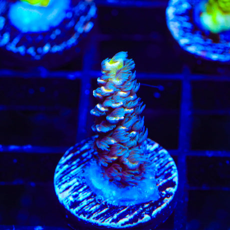 TGC Cherry Bomb Acropora Coral