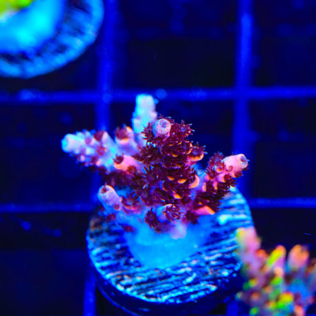 TSA Fruity Pebbles Acropora Coral