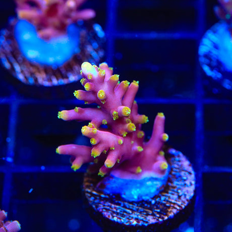 TSA Starlord Acropora Coral