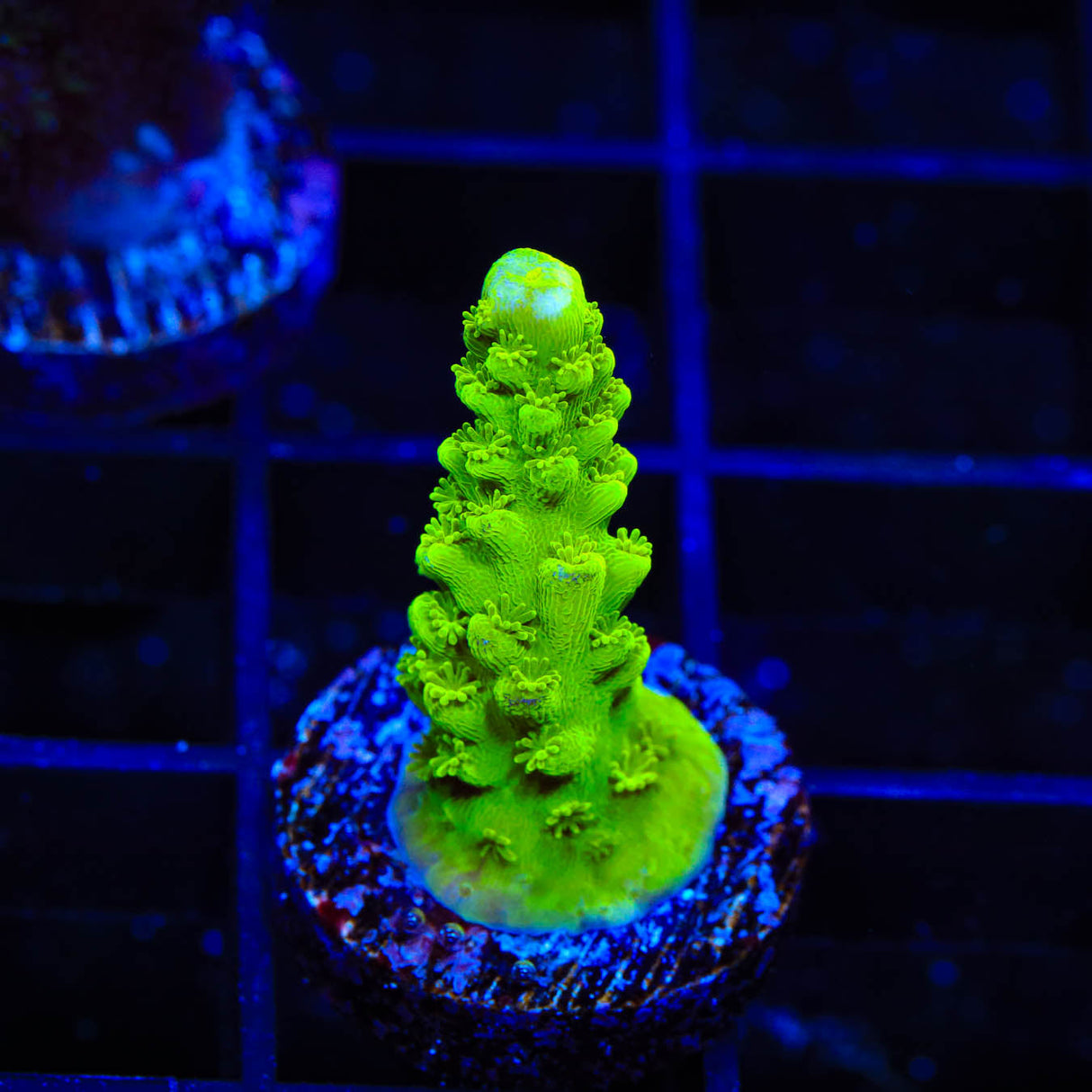 Green Slimer Acropora Coral - Top Shelf Aquatics