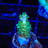 TSA Captain Planet Acropora Coral