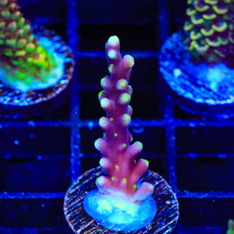 TSA Starlord Acropora Coral
