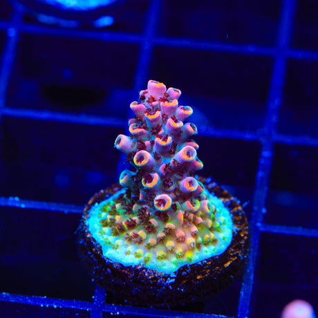 TSA Fruity Pebbles Acropora Coral