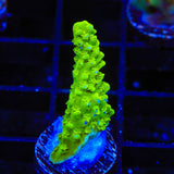 Green Slimer Acropora Coral