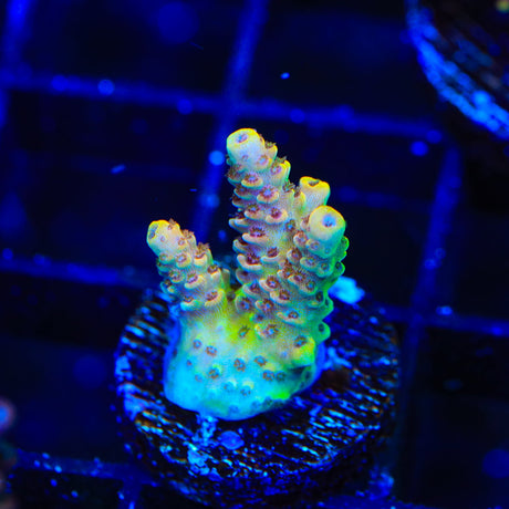 TSA Lion O Acropora Coral