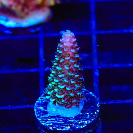 TSA Aqua Matrix Acropora Coral