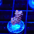 TSA Grimace Acropora Coral - Top Shelf Aquatics