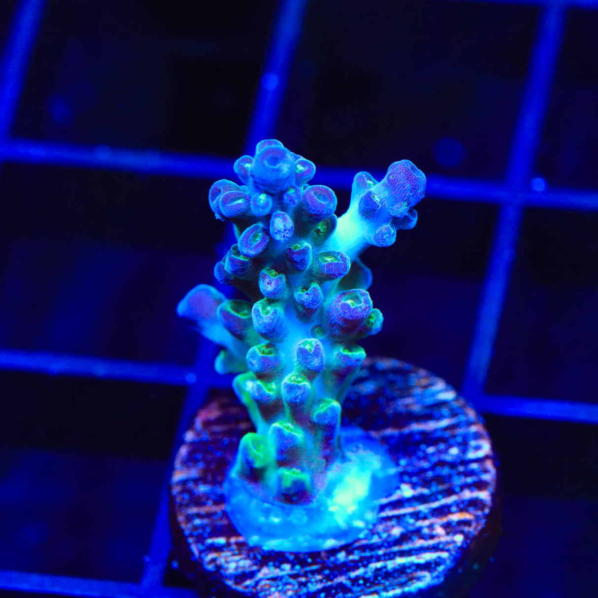 ORA Pearlberry Acropora Coral
