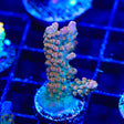 TSA Explosive Ember Acropora Coral