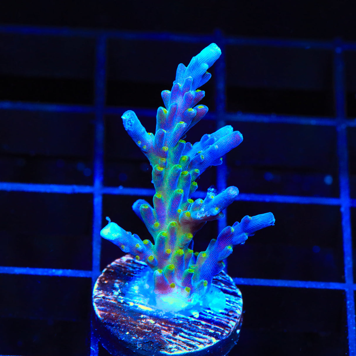 Tricolor Valida Acropora Coral – Top Shelf Aquatics