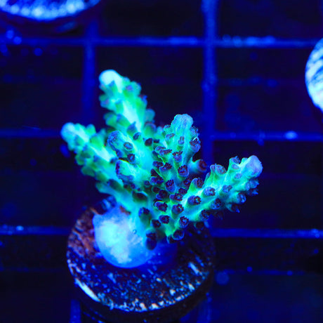 Laura's Purple Polyp Acropora Coral