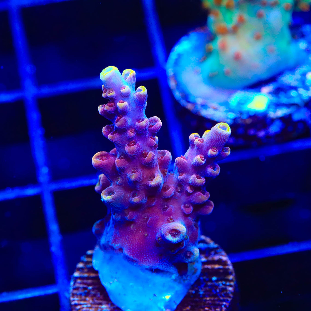 TSA Nightshade Acropora Coral