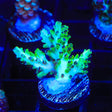 Laura's Purple Polyp Acropora Coral