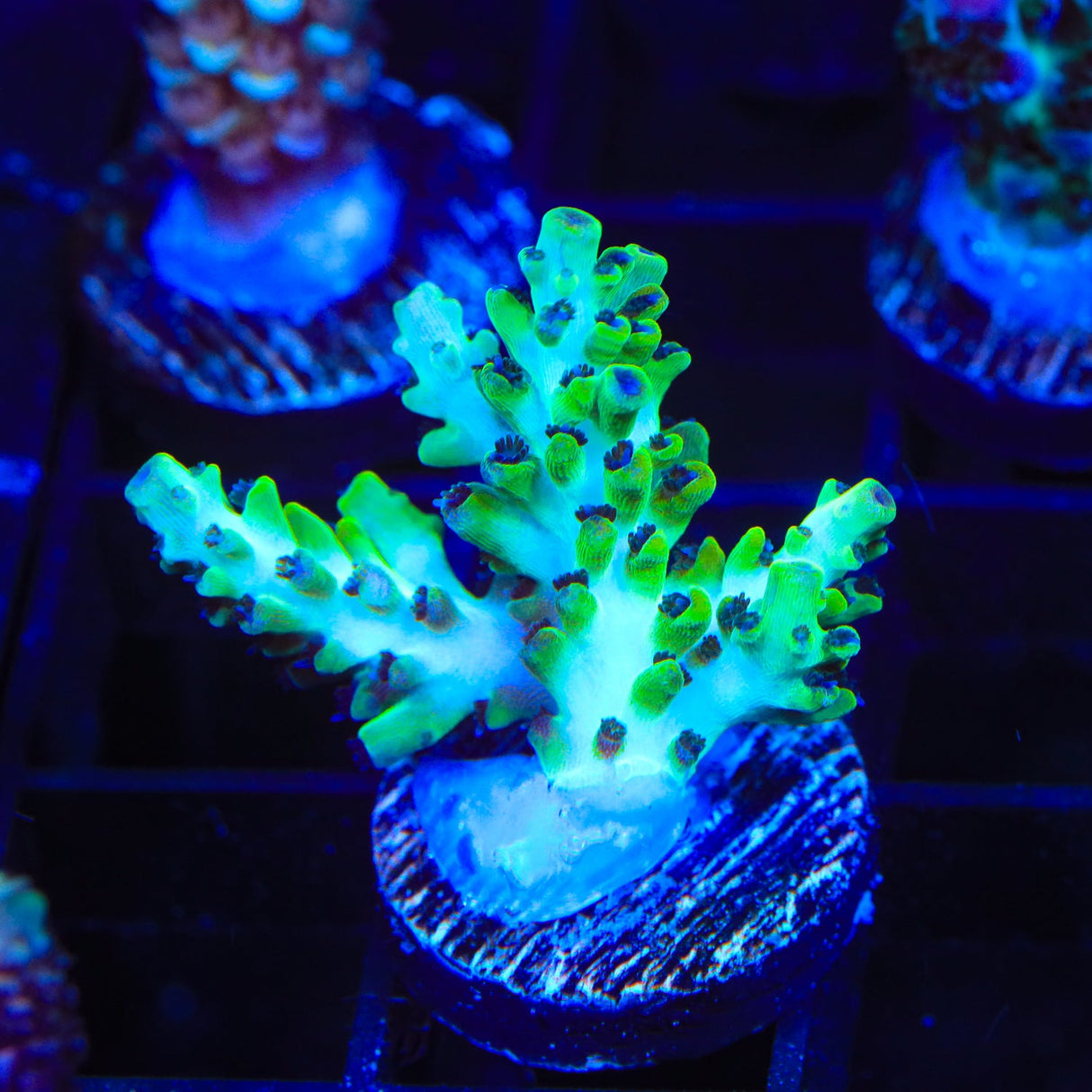 Laura's Purple Polyp Acropora Coral