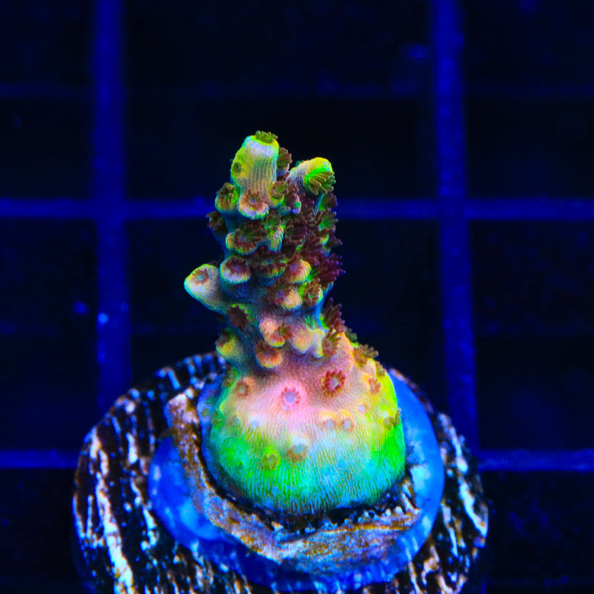 TSA Fruity Pebbles Acropora Coral