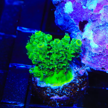 ORA Green Planet Acropora Coral