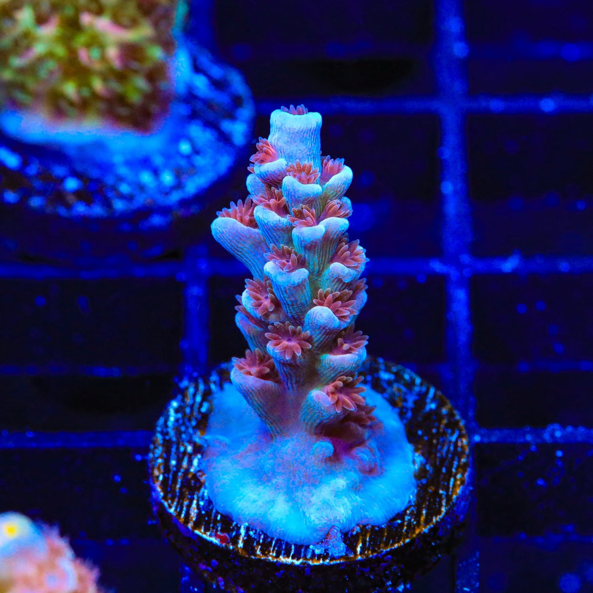 TSA Nebula Acropora Coral