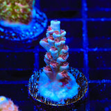 TSA Nebula Acropora Coral