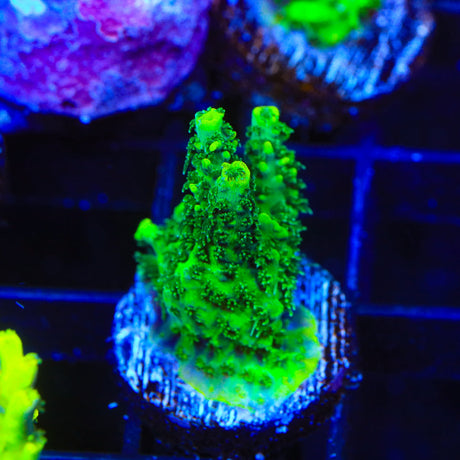 ORA Green Planet Acropora Coral