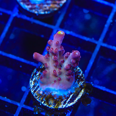 TSA Magma Flame Acropora Coral