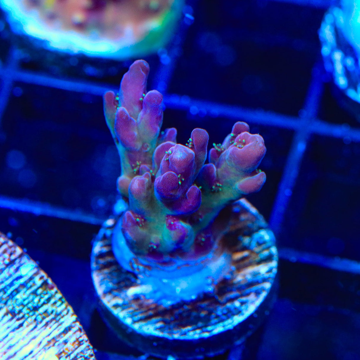 TSA Black Rose Acropora Coral