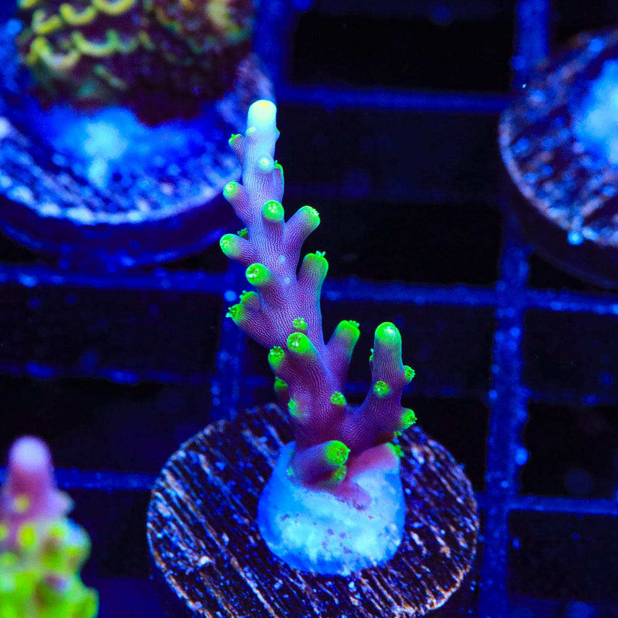 Pacman Dragon Acropora Coral