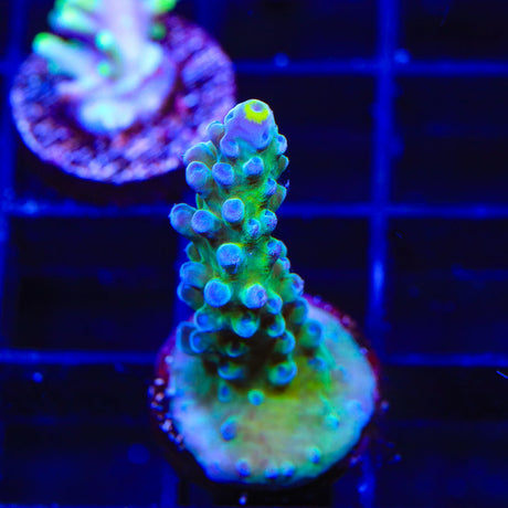 WWC Yellow Tip Acropora Coral