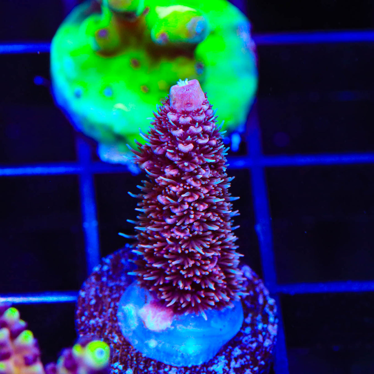 TSA Phantom Millepora Acropora Coral - Top Shelf Aquatics