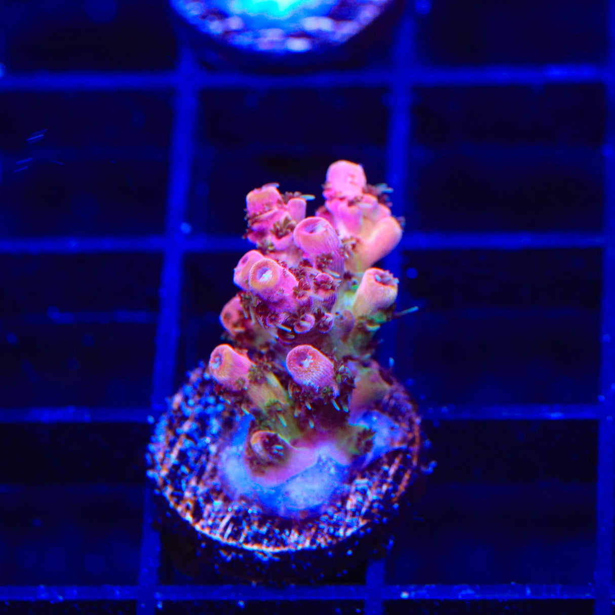 TSA Four Loko Acropora Coral