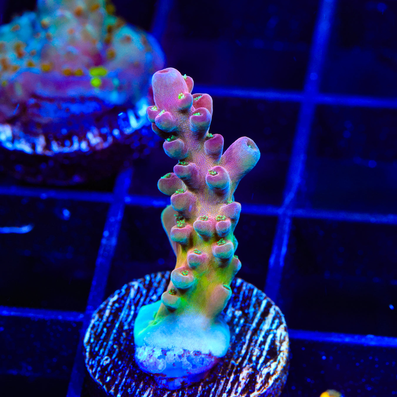 TSA Black Rose Acropora Coral