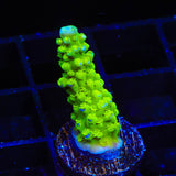 Green Slimer Acropora Coral