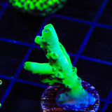 TSA Malaysia Jawdropper Acropora Coral - Top Shelf Aquatics