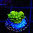 RMF Acid Trip Acropora Coral