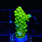 Green Slimer Acropora Coral