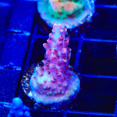 TSA Nightshade Acropora Coral