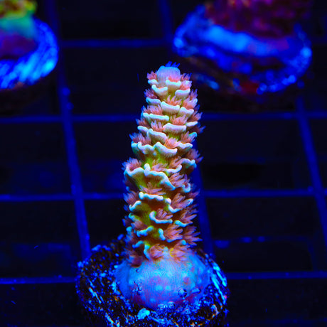 TSA Nebula Acropora Tenuis Acropora Coral