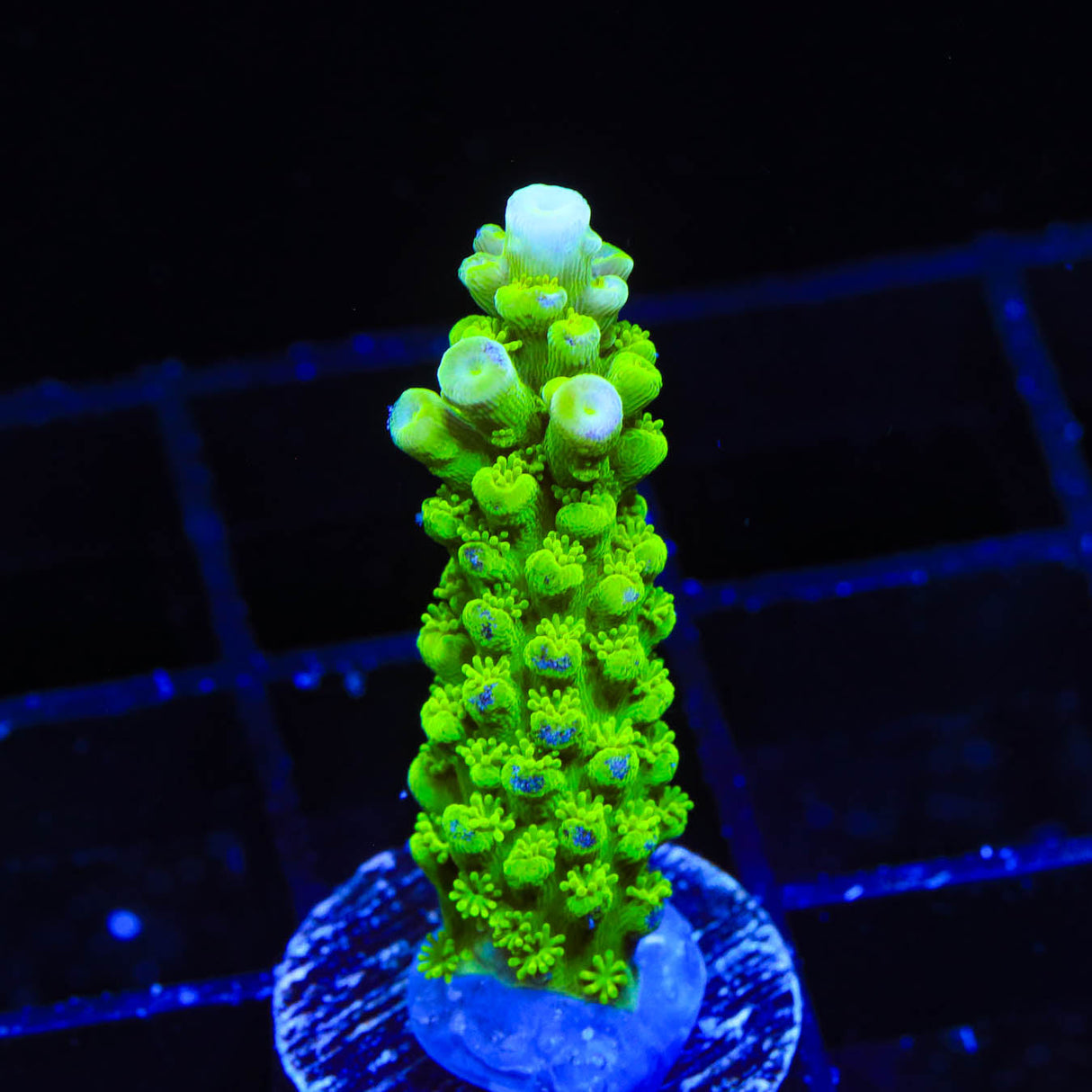 Green Slimer Acropora Coral