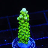 Green Slimer Acropora Coral - Top Shelf Aquatics