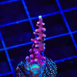 OG Red Dragon Acropora Coral