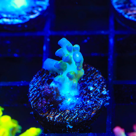 ORA Pearlberry Acropora Coral