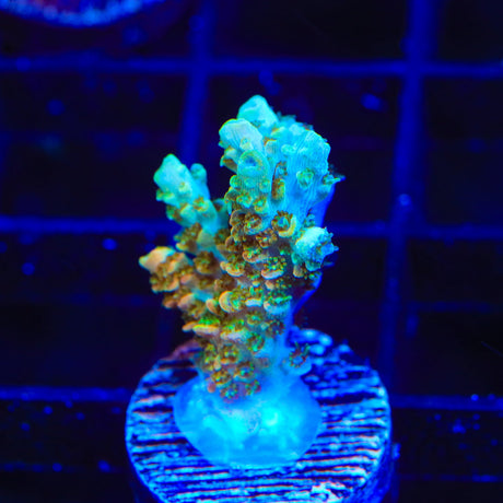 TSA Bill Murray Acropora Coral