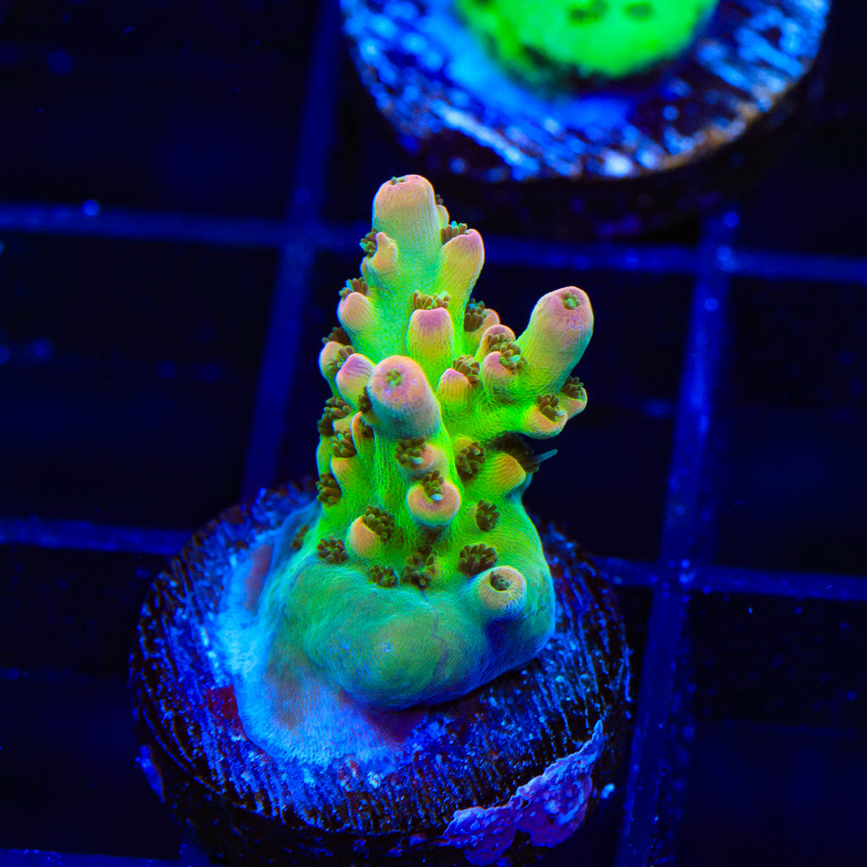 TSA Disco Fever Acropora Coral