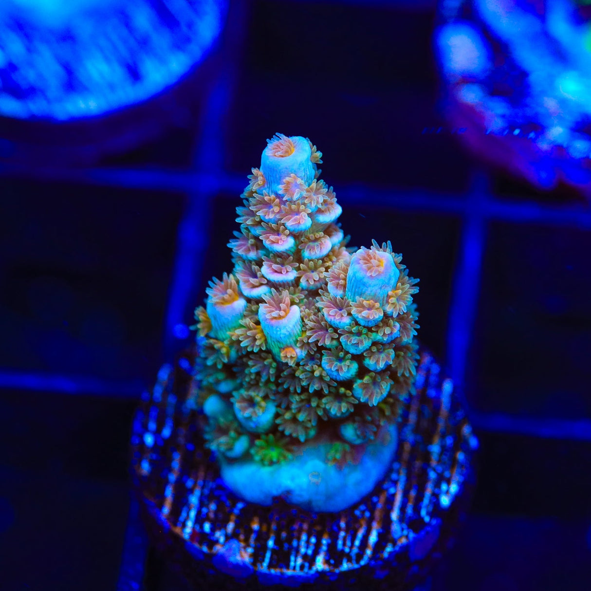 TSA Diamond Dust Acropora Coral