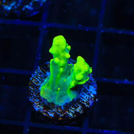 TSA Nuclear Force Acropora Coral